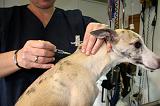 WHIPPET - PIQURE 165